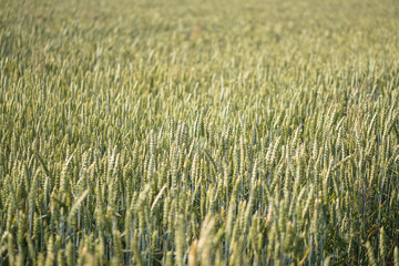 Farm garden sown wheat before maturation. farm field with a big harvest. Beautiful golden bread. Stock background, photo