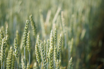 Farm garden sown wheat before maturation. farm field with a big harvest. Beautiful golden bread. Stock background, photo