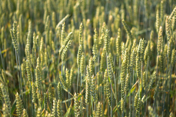 Farm garden sown wheat before maturation. farm field with a big harvest. Beautiful golden bread. Stock background, photo