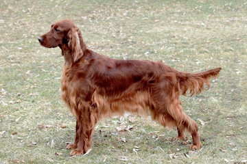 Portrait of  Irish Red Setter  in the public park.