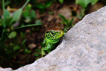 lizard on tree