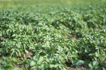Farm garden with green potatoes during ripening. Industrial business in rural areas. Stock background, photo.