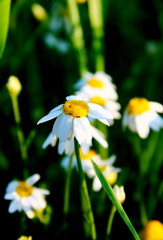 daisy in the grass