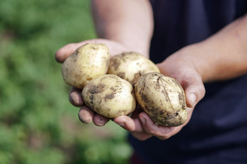 Farm garden with green potatoes during ripening. Vegetables in the hands of a farmer businessman. Stock background, photo.