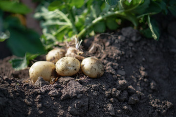 Farm garden with green potatoes during ripening. Digging some vegetables, food for vegetarians. Stock background, photo.