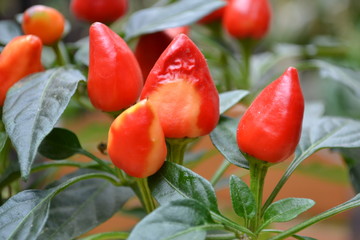 PLANTA DE AJ&Iacute; ROJIZO NARANJA