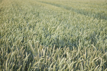 Farm garden sown wheat before maturation. farm field with a big harvest. Beautiful golden bread. Stock background, photo