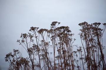 Wild grass in a field
