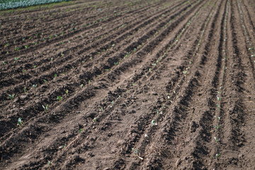 Cabbage in the garden of the farmer. Broccoli in the field. Summer healthy eating. Stock background, photo