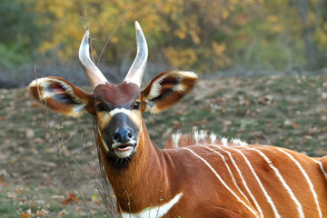 The detail of the head of bongo (Tragelaphus eurycerus) with huge horns and ears, colorful body with green and yellow background