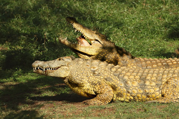 Two Nile crocodiles (Crocodylus niloticus) eating bird with open jaws and green background