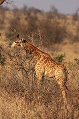 The young South African giraffe or Cape giraffe (Giraffa camelopardalis giraffa) is eating leaves in the middle of savanna with bushes and yellow background