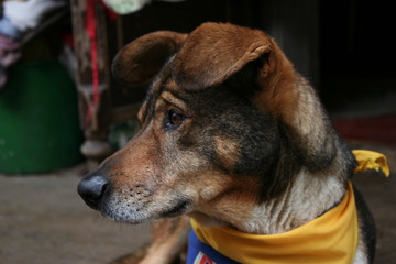 PERRO HERMOSO COLOMBIA