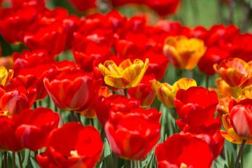 Wonderful spring flowers