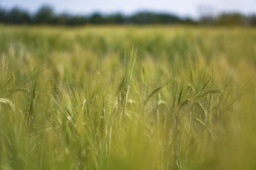 Farm garden sown wheat before maturation. farm field with a big harvest. Beautiful golden bread. Stock background, photo