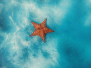 Fototapeta na wymiar Starfish underwater over white sand in Caribbean sea. Ocean water background
