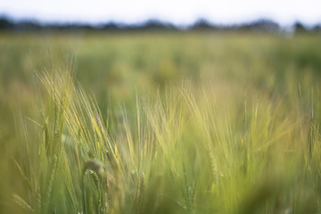 Farm garden sown wheat before maturation. farm field with a big harvest. Beautiful golden bread....