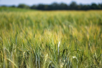 Farm garden sown wheat before maturation. farm field with a big harvest. Beautiful golden bread. Stock background, photo