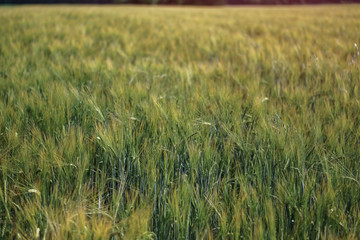 Farm garden sown wheat before maturation. farm field with a big harvest. Beautiful golden bread....