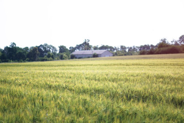 Fototapeta na wymiar Farm garden sown wheat before maturation. farm field with a big harvest. Beautiful golden bread. Stock background, photo
