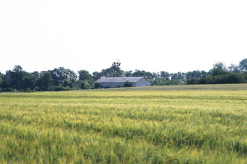 Fototapeta premium Farm garden sown wheat before maturation. farm field with a big harvest. Beautiful golden bread. Stock background, photo