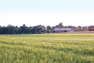 Farm garden sown wheat before maturation. farm field with a big harvest. Beautiful golden bread. Stock background, photo