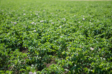 Fototapeta na wymiar Farm garden with green potatoes during ripening. Industrial business in rural areas. Stock background, photo.