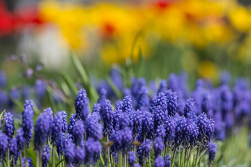 Wonderful spring flowers