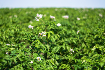 Farm garden with green potatoes during ripening. Industrial business in rural areas. Stock background, photo.