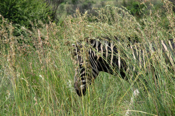 Fototapeta na wymiar Zebra hiding in a large patch of grass