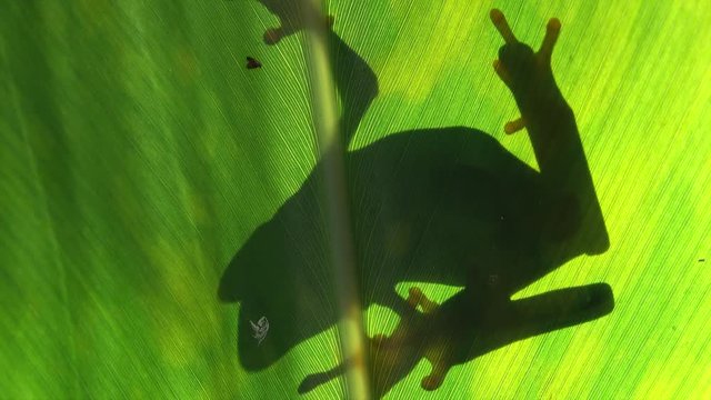 Silhouette of a red eyed tree frog on a large green leaf suggesting nature and conservation.