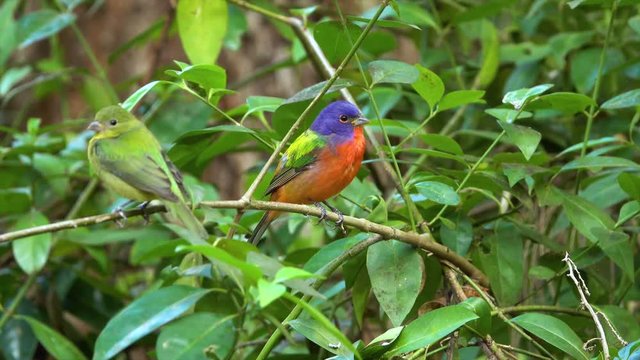 Male and female painted bunting songbirds in a forest.