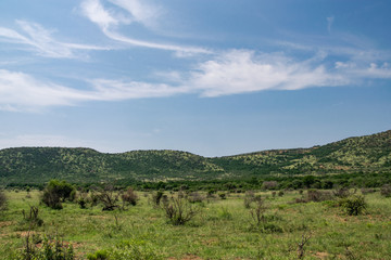 Fototapeta na wymiar South African savanna during a hot summer day