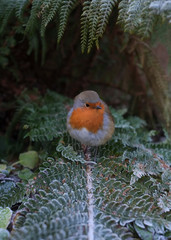 robin in the snow