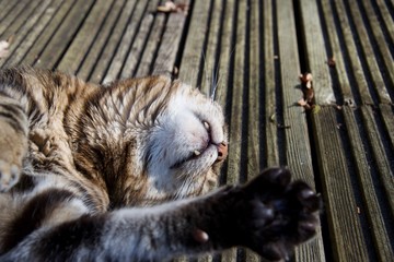 Obraz premium Domestic pet cat rolling / lying on decking outdoors, teeth visible in sun