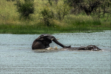 Two African elephant playing and swimming in a lake 