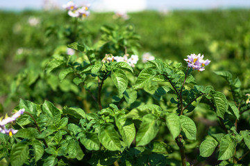 Farm garden with green potatoes during ripening. Industrial business in rural areas. Stock background, photo.
