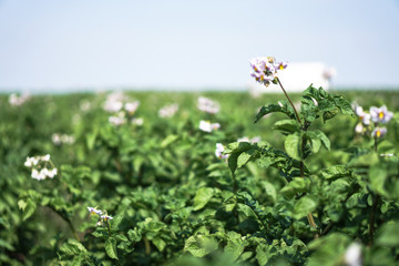 Farm garden with green potatoes during ripening. Industrial business in rural areas. Stock background, photo.