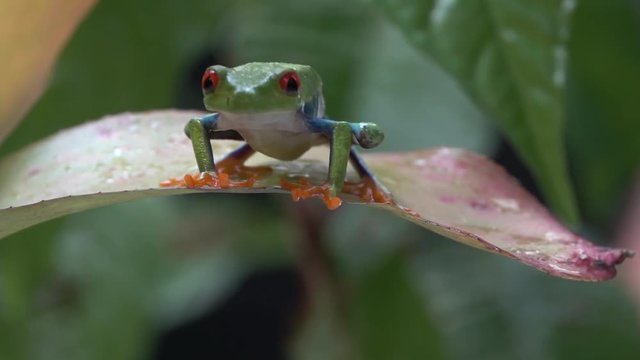 Close up of a red eyed tree frog jumping from a leaf in the jungle in slow motion.