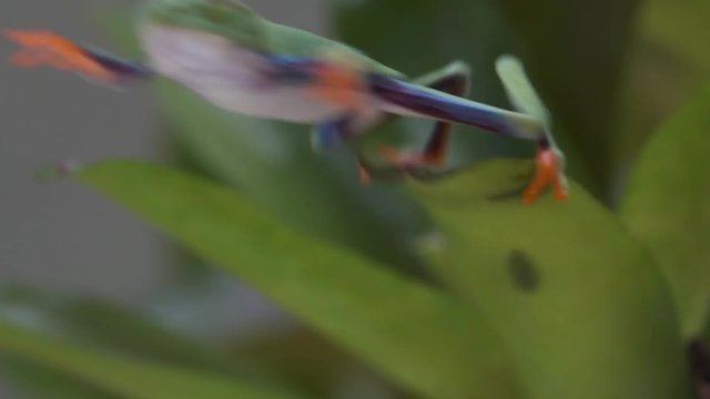 Close up of a red eyed tree frog jumping from a leaf in the jungle in slow motion.