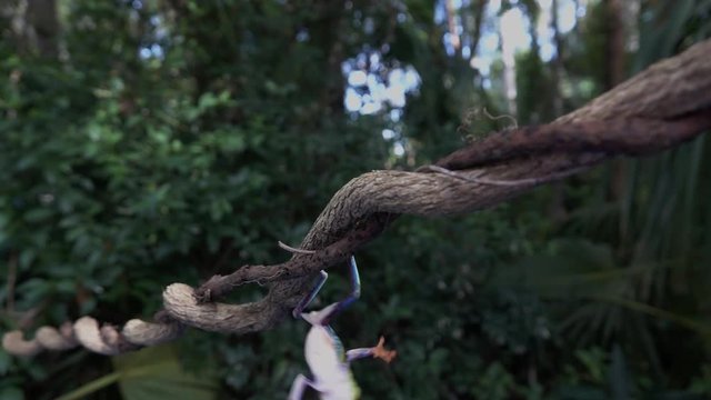 Amazing shot of an acrobatic red eyed tree frog jumping and landing on a branch in the jungle in slow motion.