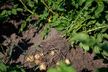 Farm garden with green potatoes during ripening. Digging some vegetables, food for vegetarians. Stock background, photo.