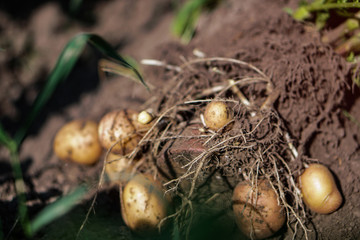 Farm garden with green potatoes during ripening. Digging some vegetables, food for vegetarians. Stock background, photo.