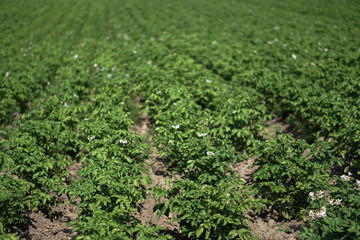 Farm garden with green potatoes during ripening. Industrial business in rural areas. Stock background, photo.