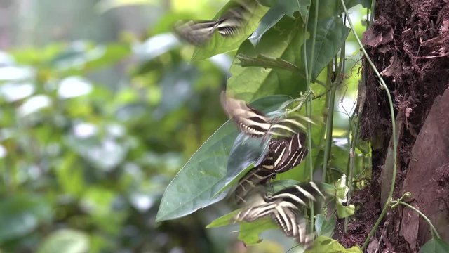 Zebra longwing butterfly males attracted to female crysalis.