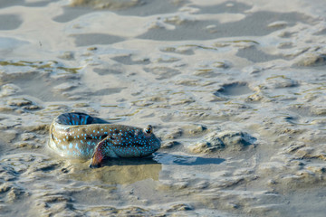 Mud-skippers guarding and fighting for their territory in the wet and low tide of the mangrove tree...