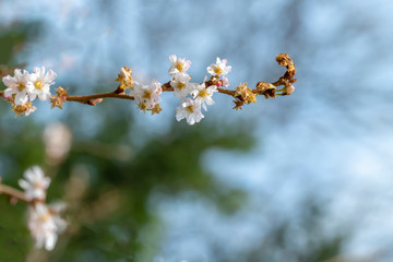 Sakura, Japanese pink cherry blossom flowers against a blue Tokyo sky, Japan