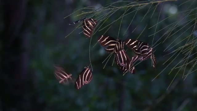 Zebra longwing butterfly roost at night in the forest.