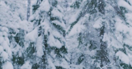 Heavy snow falling in front of beautiful snow forest background, winter storm weather warning, backcountry winter adventure holiday - Powered by Adobe