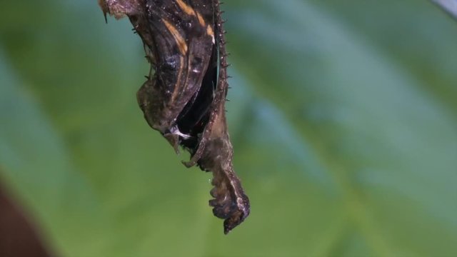 A zebra longwing butterfly emerges from a cocoon in the rainforest.